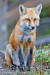 red-fox-14