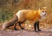 red-fox-6