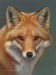 red-fox-13